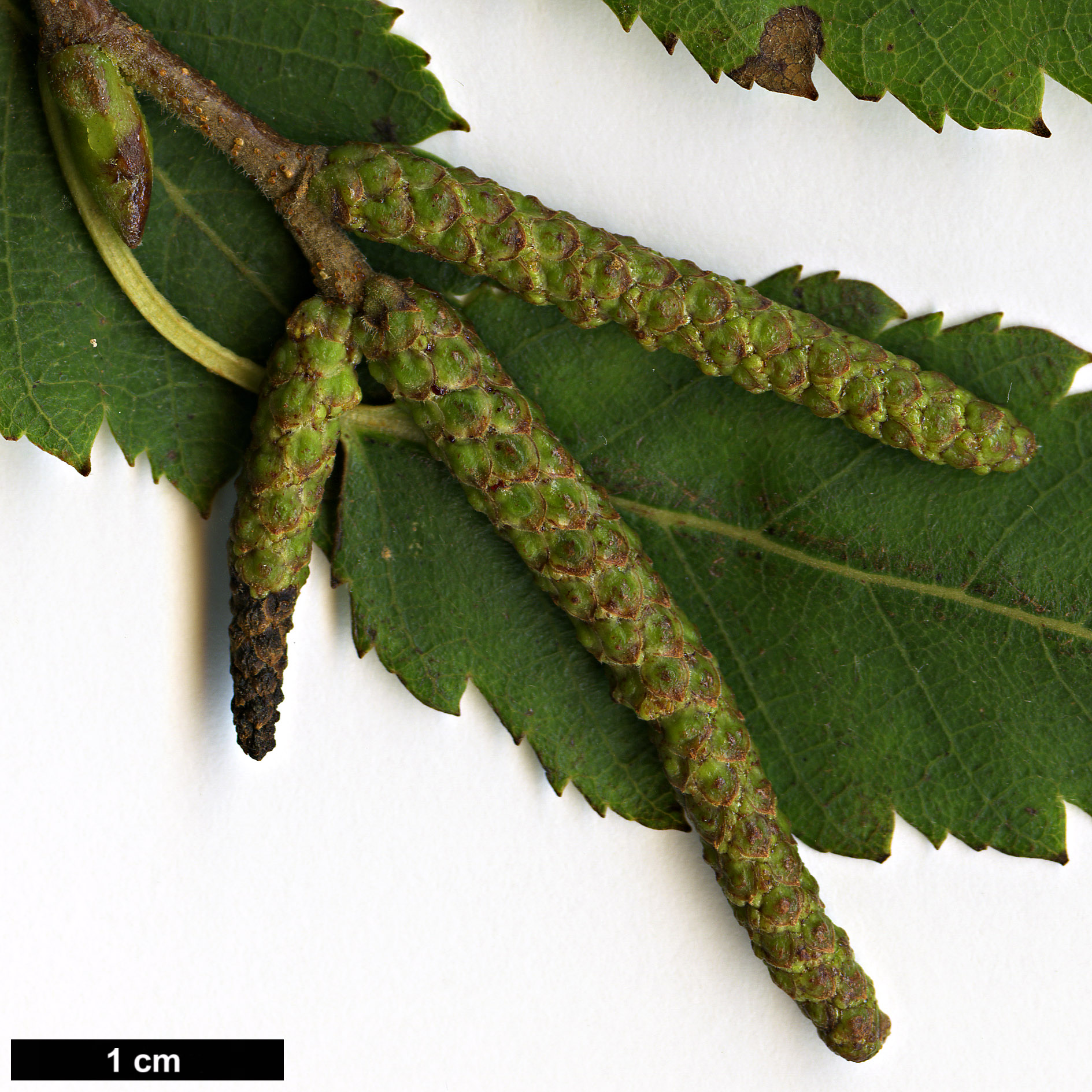 High resolution image: Family: Betulaceae - Genus: Betula - Taxon: utilis - SpeciesSub: subsp. albosinensis